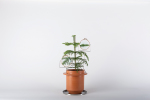 phytophiler vaso dossofiorito casastile design mostra oggetti 2015