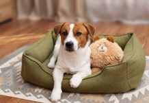Pet Furniture: Arredi per Animali tra Design, Pet Humanization e Soluzioni Smart