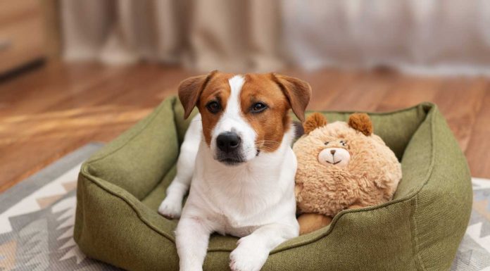 Pet Furniture: Arredi per Animali tra Design, Pet Humanization e Soluzioni Smart
